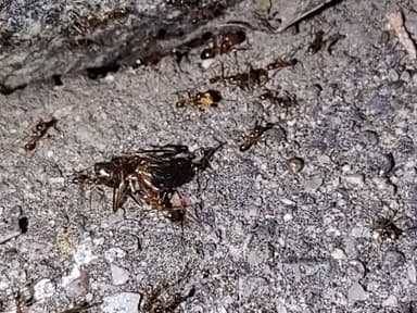 Pheidole desertorum photo 84