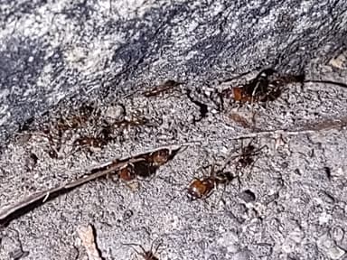 Pheidole desertorum photo 85