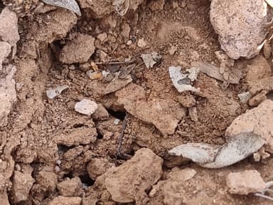 Pheidole desertorum photo 88