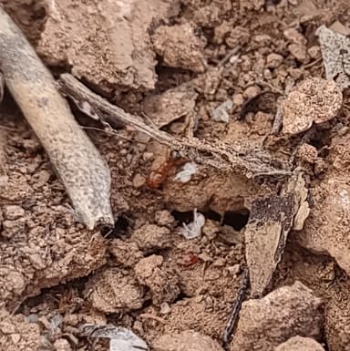 Pheidole desertorum photo 89