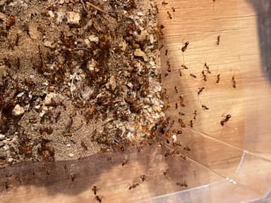 Pheidole desertorum photo 91