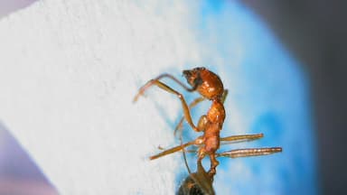 Pheidole desertorum — worker photo 92