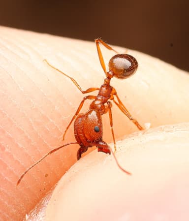 Pheidole desertorum photo 93