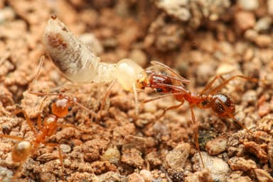Pheidole desertorum photo 94