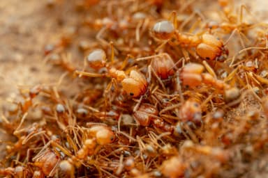 Pheidole desertorum photo 96