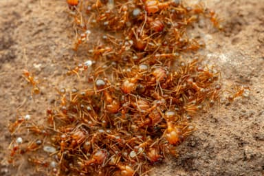 Pheidole desertorum photo 98