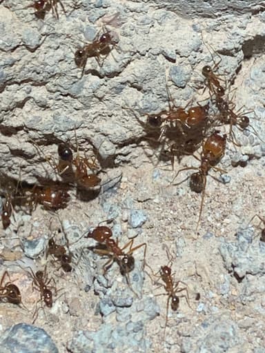 Pheidole desertorum — colony photo 99