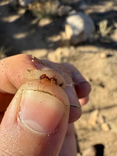Pheidole desertorum photo 101