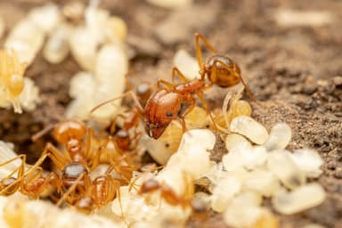 Pheidole desertorum photo 102