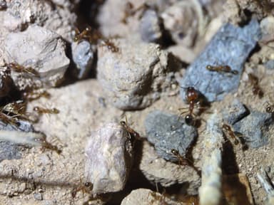 Pheidole desertorum photo 105