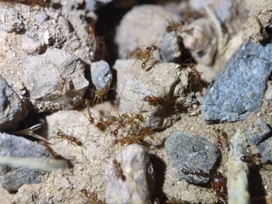 Pheidole desertorum photo 106