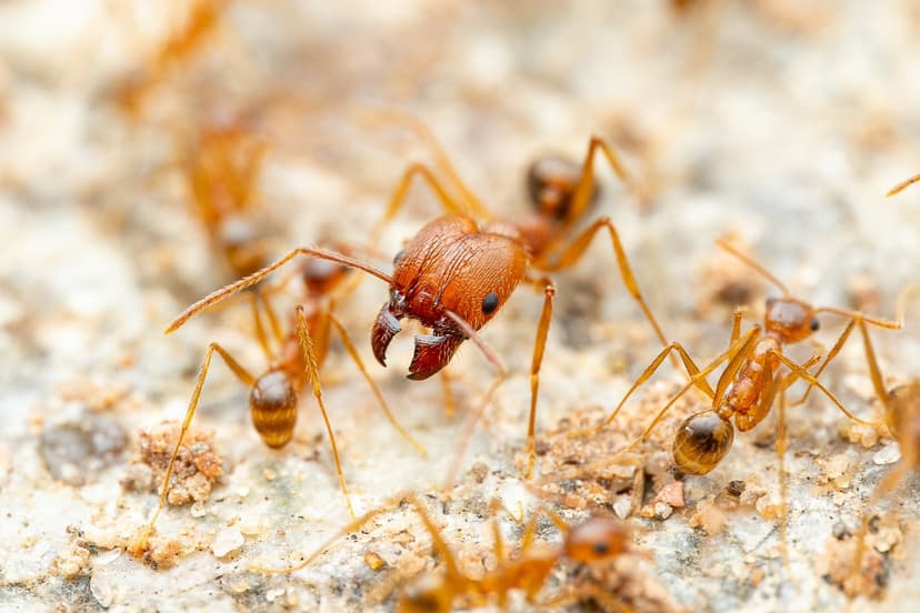 Pheidole desertorum photo 1