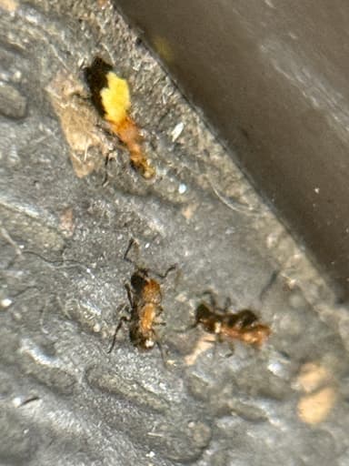 Pheidole flavens photo 25