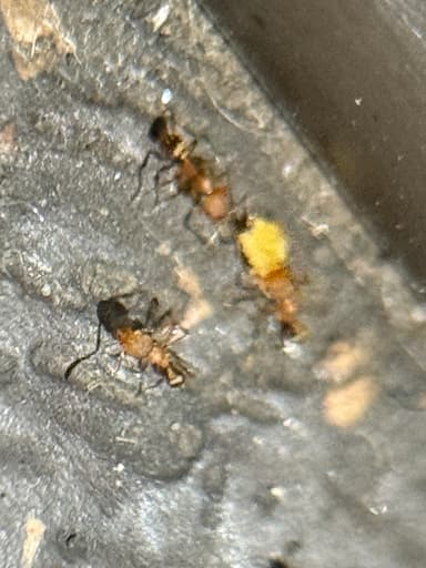 Pheidole flavens photo 27
