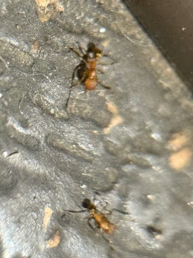 Pheidole flavens photo 28