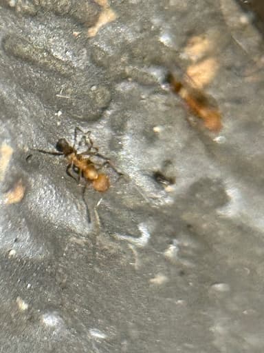 Pheidole flavens photo 29