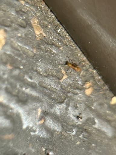 Pheidole flavens photo 30