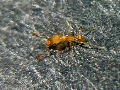 Pheidole flavens photo 32