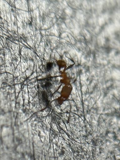 Pheidole flavens photo 35