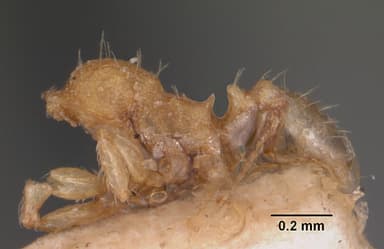 Pheidole flavens — queen photo 3