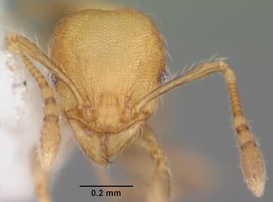 Pheidole flavens — queen photo 8