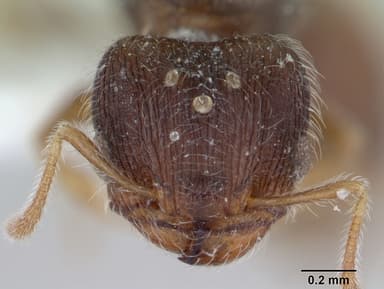 Pheidole flavens — queen photo 9