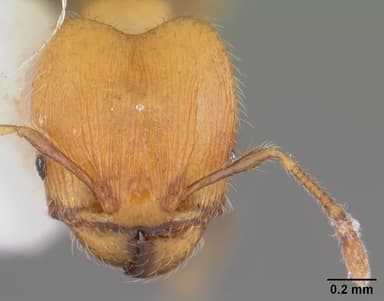 Pheidole flavens — queen photo 12