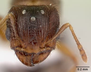 Pheidole flavens — queen photo 13