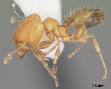 Pheidole flavens — queen photo 14