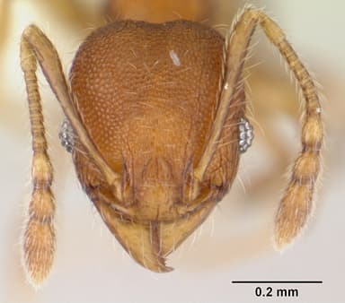 Pheidole flavens — queen photo 17
