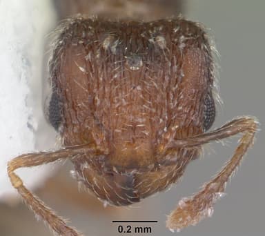 Pheidole flavens — queen photo 18