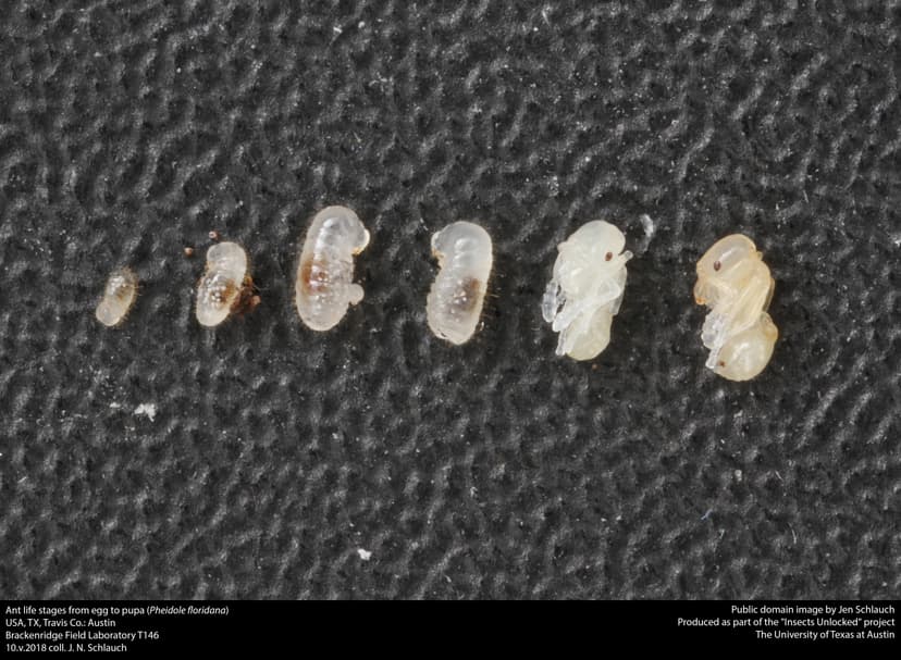 Pheidole floridana photo 1