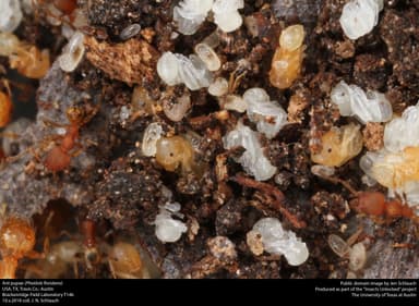Pheidole floridana — colony photo 2