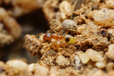 Pheidole gilvescens — worker photo 8