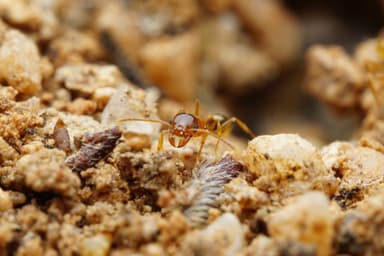 Pheidole gilvescens — worker photo 9