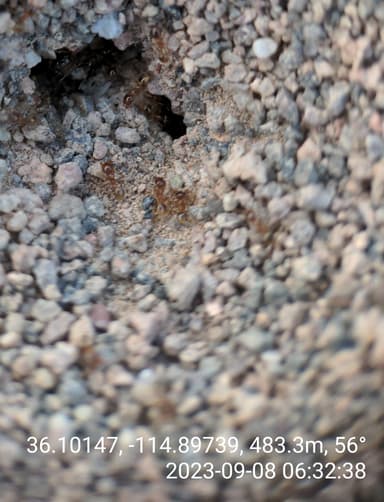 Pheidole gilvescens photo 10