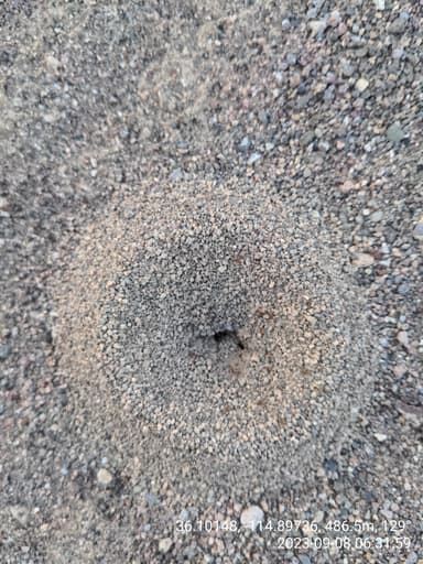 Pheidole gilvescens photo 11