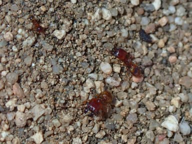 Pheidole gilvescens photo 14