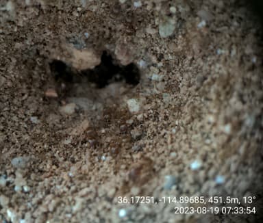 Pheidole gilvescens photo 19