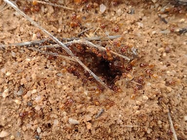 Pheidole gilvescens photo 21
