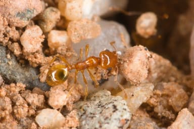 Pheidole gilvescens photo 22