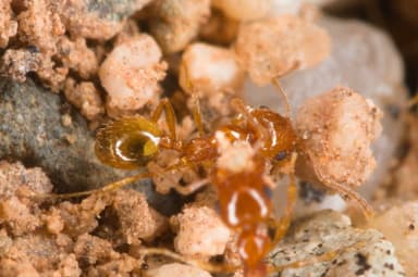 Pheidole gilvescens photo 24