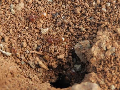 Pheidole gilvescens photo 25