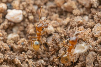 Pheidole gilvescens photo 26