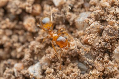 Pheidole gilvescens photo 27