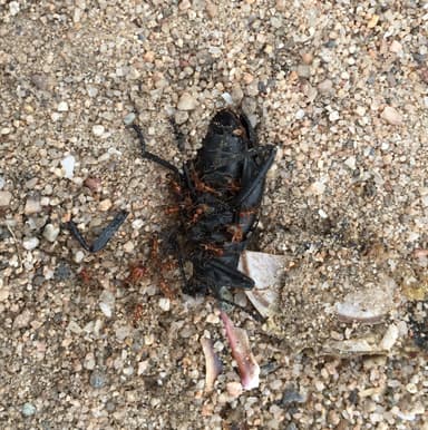 Pheidole hyatti photo 19