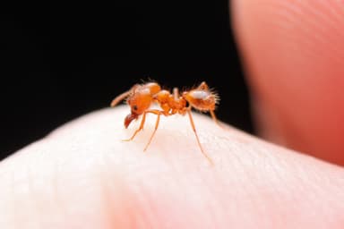 Pheidole hyatti photo 20