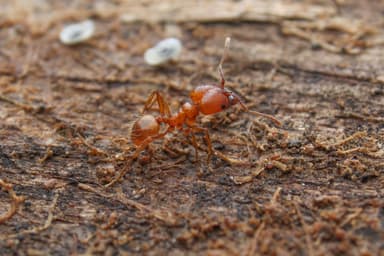 Pheidole hyatti photo 21