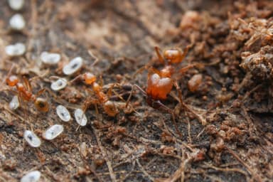 Pheidole hyatti photo 22