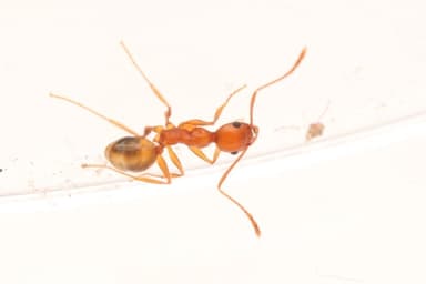 Pheidole hyatti photo 25